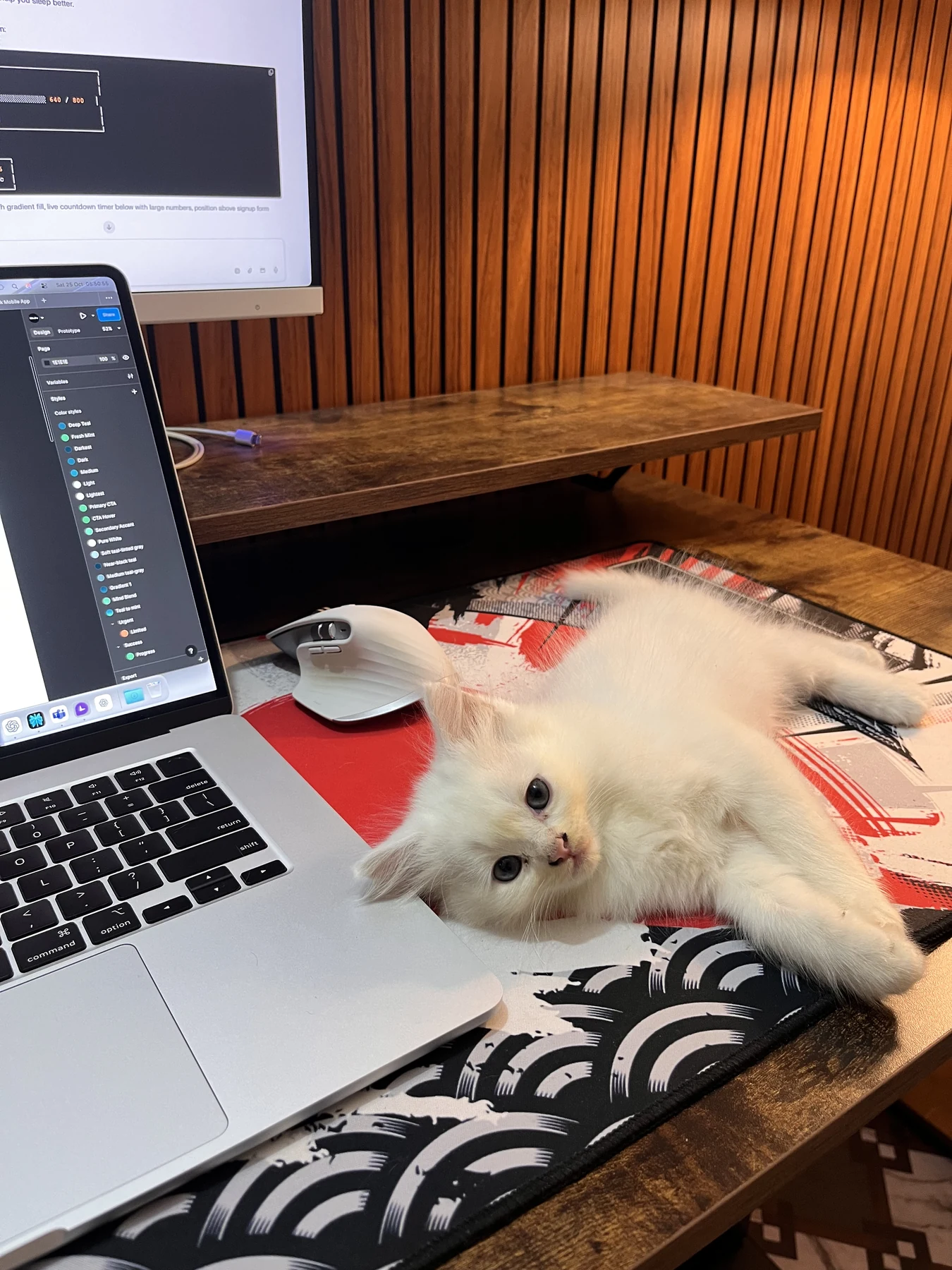 White kitten sprawled across a MacBook keyboard