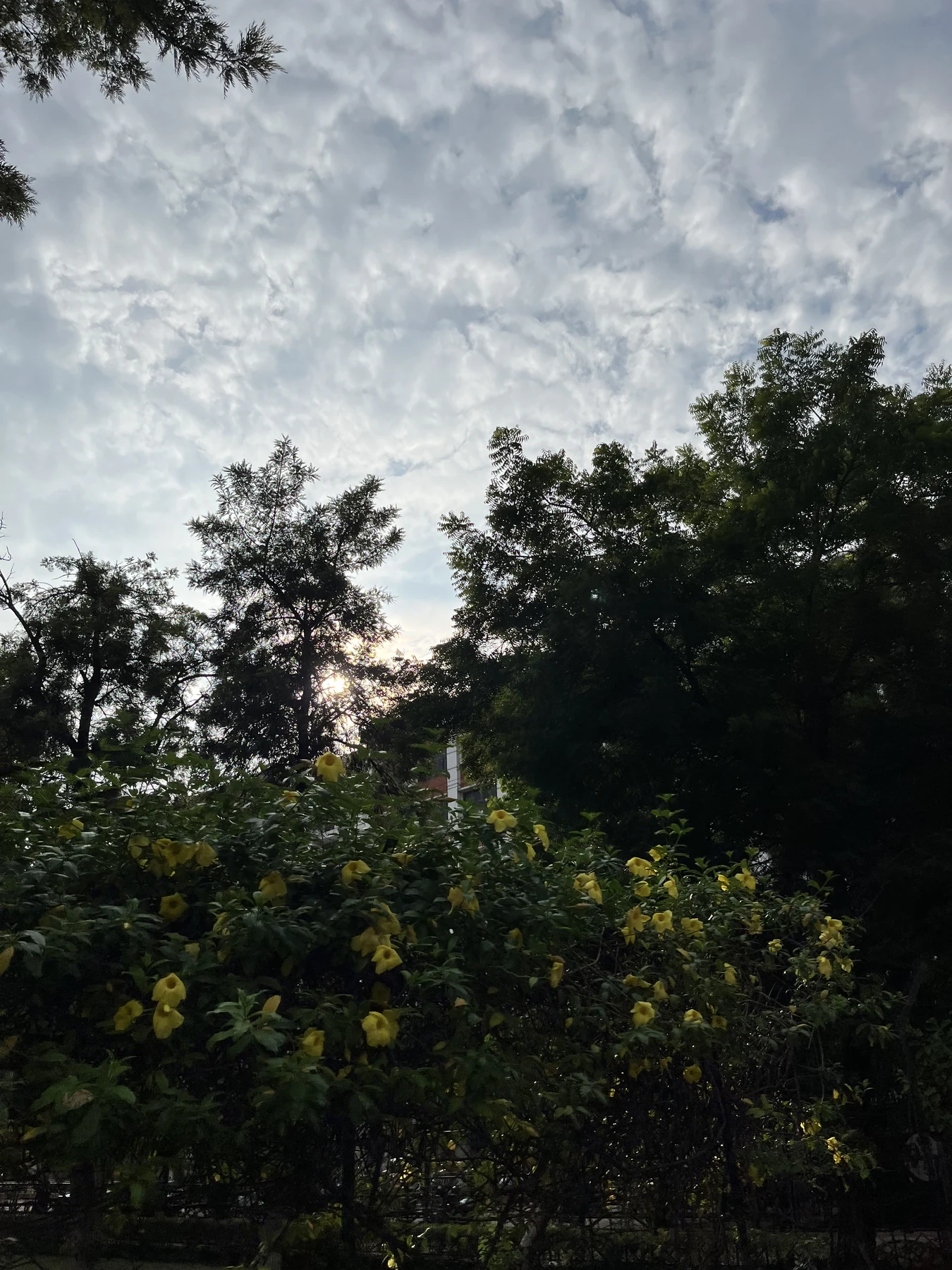 Yellow blossoms against an evening sky